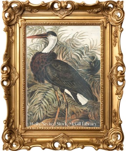 Framed Print for Art 2 (1)